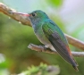 [Rufous-tailed Hummingbird]
