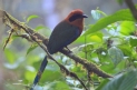 [Rufous Motmot]