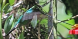 [Sword-billed Hummingbird]