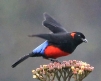 [Scarlet-bellied Mountain-Tanager]