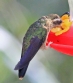 [Speckled Hummingbird]