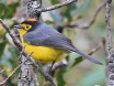 [Spectacled Redstart]