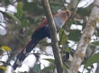 [Squirrel Cuckoo]