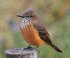 [Streak-throated Bush-Tyrant]