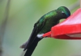 [Sapphire-vented Puffleg]