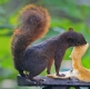 [Neotropical red-tailed Squirrel]