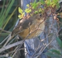 [Tawny Antpitta]