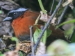 [Tanager Finch]