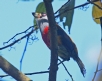 [Toucan Barbet]