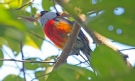 [Toucan Barbet]