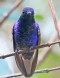 [Velvet-purple Coronet]