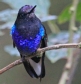 [Velvet-purple Coronet]