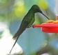 [Violet-tailed Sylph]