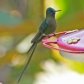 [Violet-tailed Sylph]