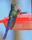 [Violet-tailed Sylph]