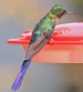 [Violet-tailed Sylph]