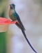 [Violet-tailed Sylph]
