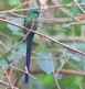 [Violet-tailed Sylph]