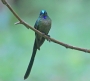 [Violet-tailed Sylph]