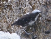 [White-capped Dipper]
