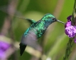 [Western Emerald]