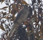 [White-tailed Shrike-Tyrant]