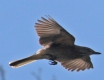 [White-tailed Shrike-Tyrant]