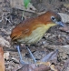 [Yellow-breasted Antpitta]