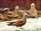 [Brown Noddy]