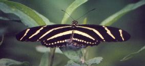 [Zebra Longwing]