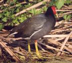 [Common Moorhen]