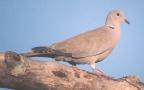 [Eurasian collared Dove]