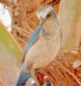 [Florida Scrub-jay]