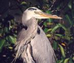 [Great blue Heron]