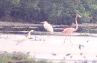 [Greater Flamingo]