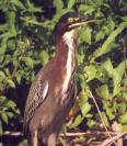 [Green Heron]