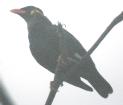 [Hill Myna]