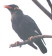 [Hill Myna]