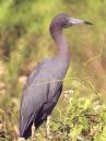 [Little blue Heron]