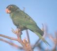 [Mitred Parakeet]