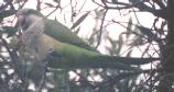 [Monk Parakeet]