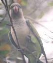 [Monk Parakeet]