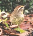 [Palm Warbler]