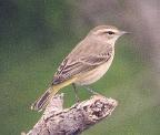 [Palm Warbler]