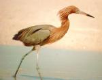 [Reddish Egret]