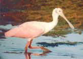 [Roseate Spoonbill]