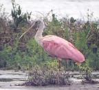 [Roseate Spoonbill]