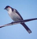 [Red-whiskered Bulbul]