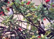 [Red-whiskered Bulbul]