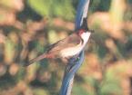 [Red-whiskered Bulbul]